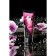 SHUNGA massage cream "Raspberry", edible, 200 ml