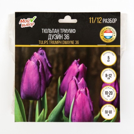 Tulip Triumph Dwayne 36, rr 11/12, 5 pcs, autumn 2024-2