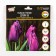 Tulip Triumph Dwayne 36, rr 11/12, 5 pcs, autumn 2024