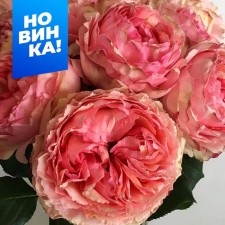Rose Tea-Hibride Salamansar