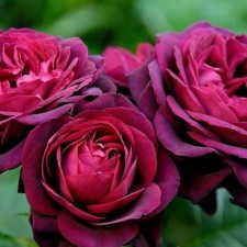 Seedling rose 