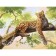 Picture on numbers on a canvas with a subframe "Leopard", 40 x 30 cm
