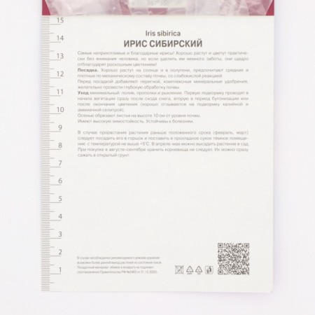Iris Siberian Anbattond Zipers, Rr. I, 1 pc, spring 2024-2