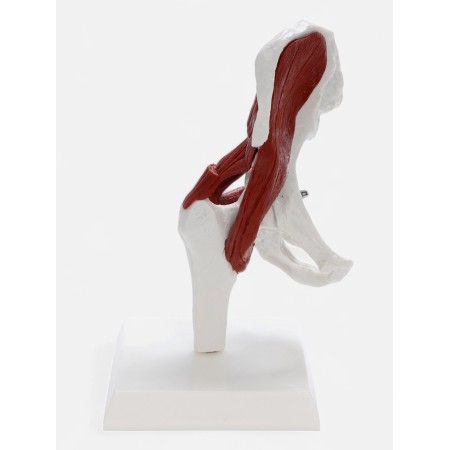Pill Bone layout with muscle tissue 23*13cm-2