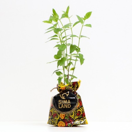 Grandifloor hydrangea seedling, P9 pot, summer 2024-1