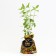 Grandifloor hydrangea seedling, P9 pot, summer 2024