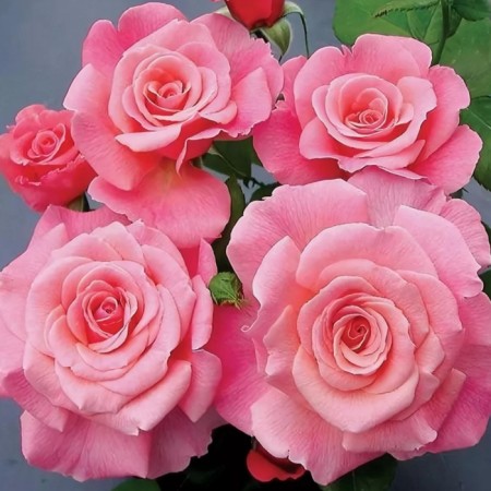 Seedling rose "Tikode Pink", tube, spring 2025