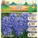 Aqua Hyacinth, rr 14/15, 3pcs, autumn 2024