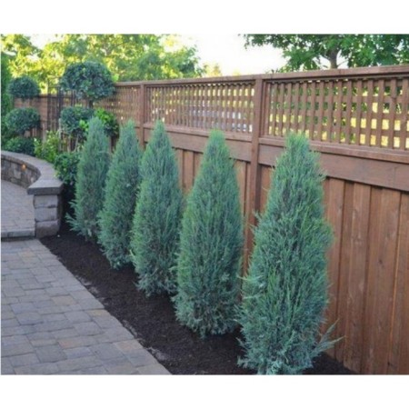 Juniper Rock Blue Errow, C5 Pot, H80-100, 1 pc, Summer 2024