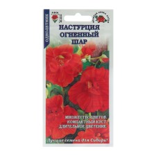 Seeds of flowers nasturtium 