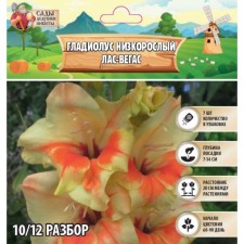 Гладиолус Низкорослый "Лас-Вегас", р-р 10+, 7 шт, Весна 2024
