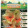 Gladiolus stunted Las Vegas, district 10+, 7 pcs, spring 2024