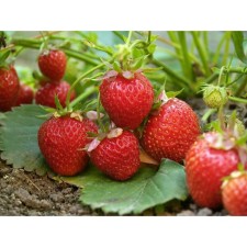 Strawberry garden Elianny, P9 pot, 1 pc, summer 2024