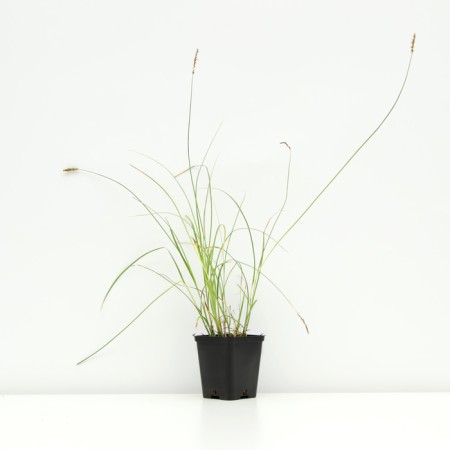Seduka smooth -oca, pot p9, 1 pc, spring 2024-1