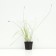 Seduka smooth -oca, pot p9, 1 pc, spring 2024