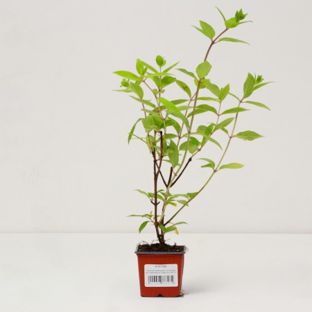 Sahenian Hydrangea "Pan. Magical Sweet Summer", P9 pot, summer 2024-2