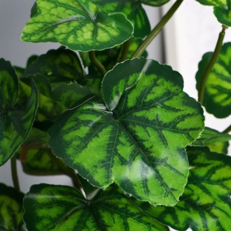 Bonsai in the pot "Alocasia Cool -leaved" 9.5x27 cm-1