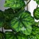 Bonsai in the pot "Alocasia Cool -leaved" 9.5x27 cm