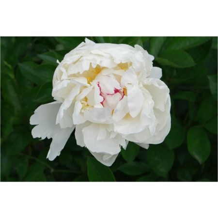 PION Milk -flowered avalang, pot C3, 1 pc, summer 2024