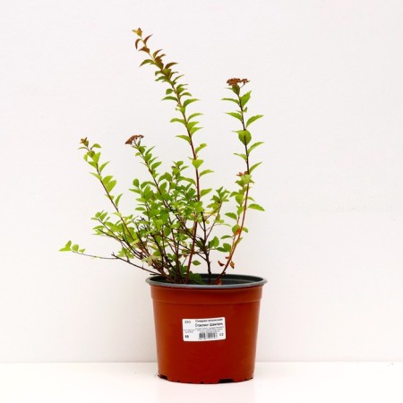 Spirea Japanese spacing champagne, C2 pot, H10-50 height, 1 pc, summer 2024