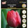 Tulip Triumph Sedov, district 11/12, 5 pcs, autumn 2024