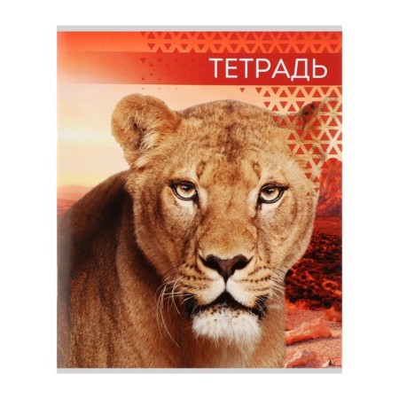 Notebook of 48 sheets in Calligrata "Wild Cats", cover coated paper, block No. 2, mix-5