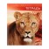 Notebook of 48 sheets in Calligrata "Wild Cats", cover coated paper, block No. 2, mix