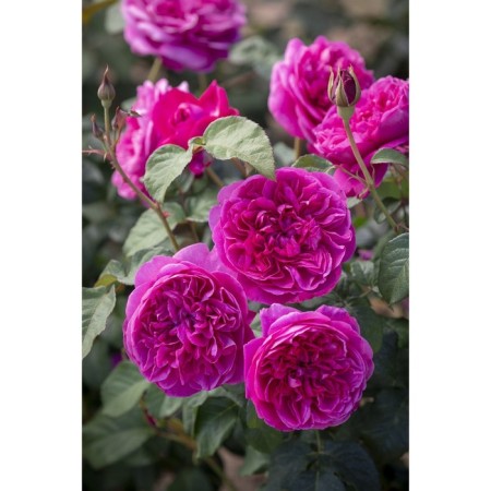 Seedling rose English park "James L. Austin", tube, 1 pc, spring 2025