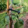 Branch holder, h = 13 cm, support for trees, blue, Greengo