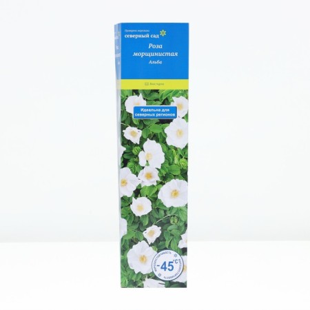 Seedling rose wrinkled "Alba", tube, 1 pc, spring 2025