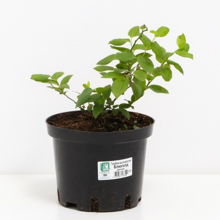 Blueberries tall Blugold, C2 pot, H20-40 Height, 1 pc, summer 2024-1