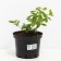 Blueberries tall Blugold, C2 pot, H20-40 Height, 1 pc, summer 2024