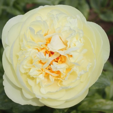 PION Dairy -flowered lemon chiffon, pot C3, 1 pc, summer 2024