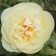 PION Dairy -flowered lemon chiffon, pot C3, 1 pc, summer 2024