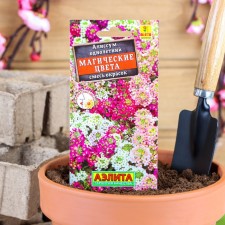 Alissum flowers 