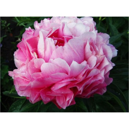 PION Milk -flowered jocker, pot C3, 1 pc, summer 2024