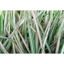 Falyaris reed tricolor, rr I, 1 pc, spring 2025