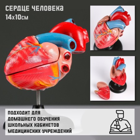 Matcage "Human Heart" 14*10cm