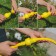 The coupling is transitional, for hoses 1/2 "(12 mm) - 1" (25 mm), cane, plastic