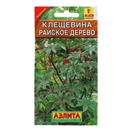 Flowers of Kleshchevina "Paradise", oh, 2 g-3