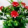 Bonsai in the pot "Clivia Citrine" 9x21 cm, mix