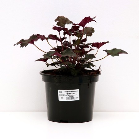 Heichera hybrid binosh, C2 pot, H10-50 height, 1 pc, summer 2024