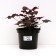 Heichera hybrid binosh, C2 pot, H10-50 height, 1 pc, summer 2024