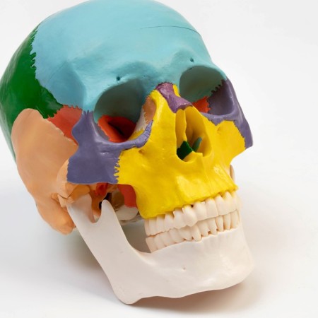 Mett "Skull of a Human" color, 20*15*18cm-6