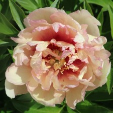 PION of the Hybrid Skramdidleumps, C3.5 pot, 1 pc, summer 2024