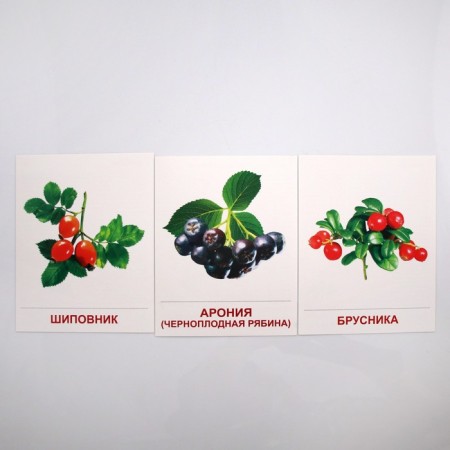 Demonstration pictures. Berries.. 16 demonstration pictures with text. 174x220 mm-1