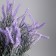 Bonsai "Lavender Culture Extra" 8x21 cm, lilac