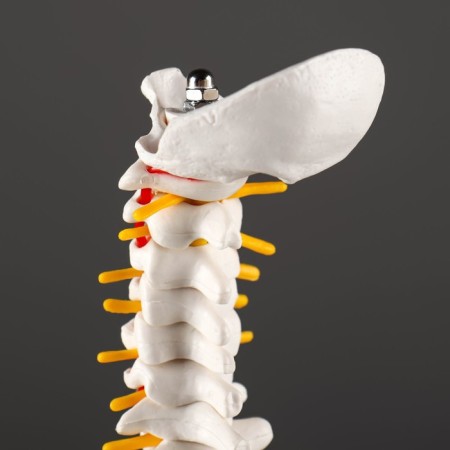 Ladmer's model "Human spine" 44*12cm-6