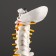 Ladmer's model "Human spine" 44*12cm