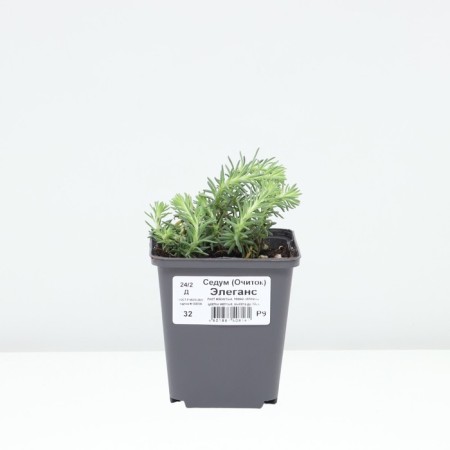 Sedum (Clean) Eleans, P9 Pot, 1 pc, summer 2024-2
